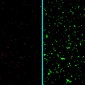 neurons alzheimer nanotherapy
