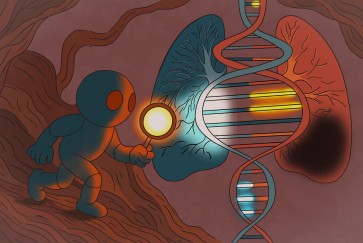genes genotype phenotype