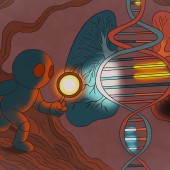 genes genotype phenotype