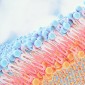 biological membranes