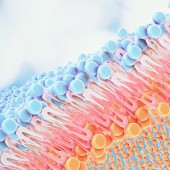 biological membranes