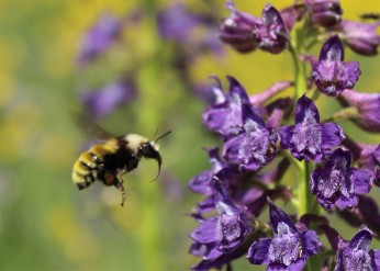 A bumble bee flies toward a purple wildflower