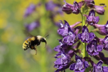 A bumble bee flies toward a purple wildflower
