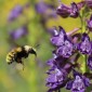 A bumble bee flies toward a purple wildflower