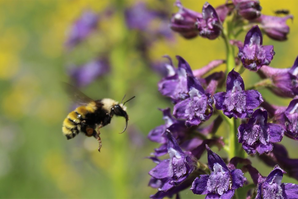 A bumble bee flies toward a purple wildflower
