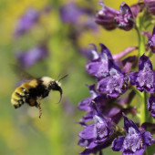 A bumble bee flies toward a purple wildflower