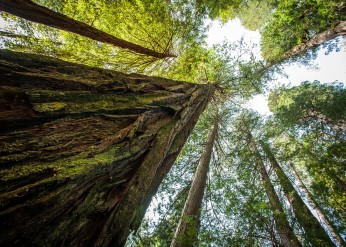 a view along a tree trunk looking up toward the sky