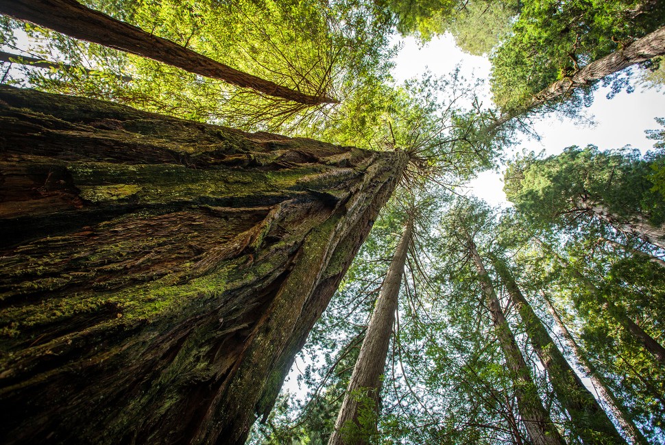 a view along a tree trunk looking up toward the sky