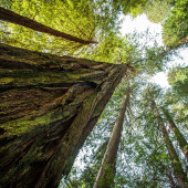 a view along a tree trunk looking up toward the sky