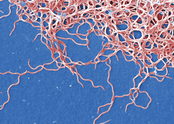 bacterium Borrelia burgdorferi