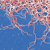 bacterium Borrelia burgdorferi