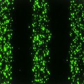 Extracellular vesicles carry molecules