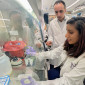 Pratima Saini sits in the lab with Mohamed Abdel-Mohsen