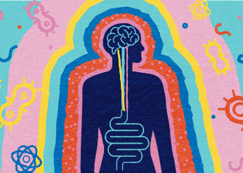 an illustration of a human silhouette with the stomach and brain linked