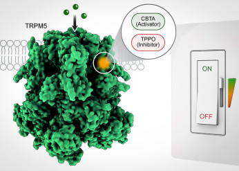  an illustration of the TRPM5 channel next to art of a light switch