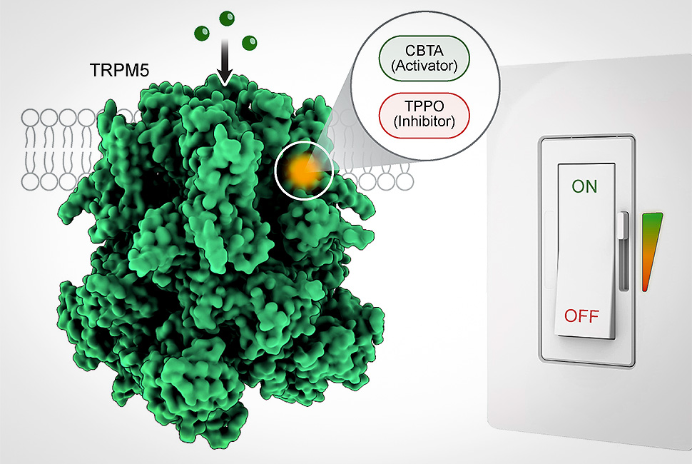 味覚・代謝・腸機能を制御する分子スイッチを発見(Hidden molecular switch controls taste, metabolism and gut function)