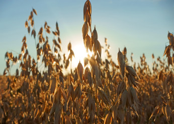 stalks of rye backlit by the sun