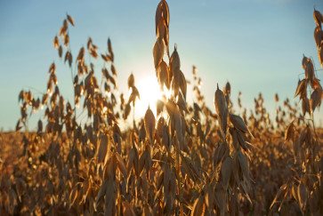stalks of rye backlit by the sun