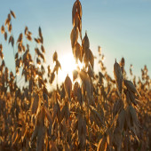 stalks of rye backlit by the sun