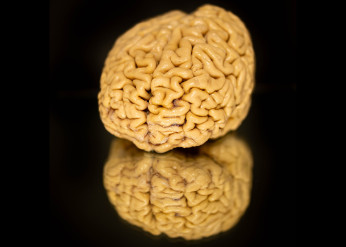 SuperAgers make twice as many neurons as they age compared to peers