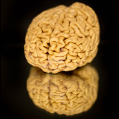 SuperAgers make twice as many neurons as they age compared to peers