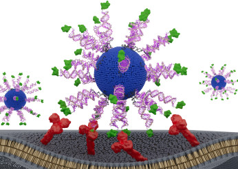SNA vaccine HPV cancer