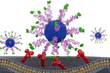 SNA vaccine HPV cancer