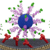 SNA vaccine HPV cancer