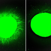 organoid with dancing molecules