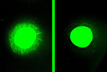 organoid with dancing molecules