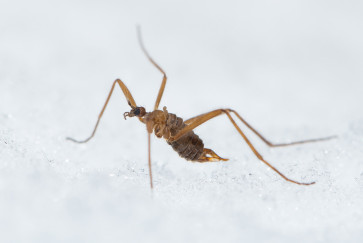 a brown insect in the snow