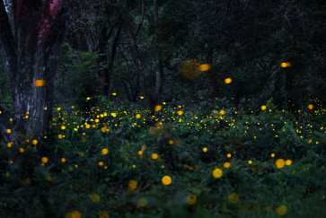 fireflies in thailand