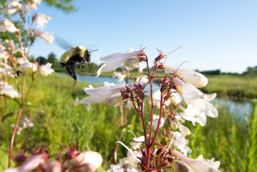 A bumblebee flies toward flowers
