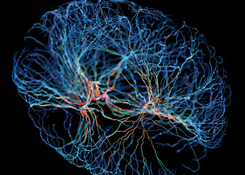 A multicolor representation of a neuron