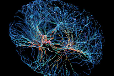 A multicolor representation of a neuron