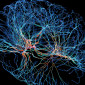A multicolor representation of a neuron