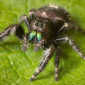 jumping spiders