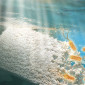 plastic in water with bacteria