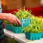 A person picks out a carton of green beans