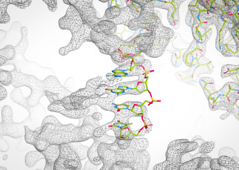 DNA