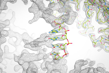 DNA