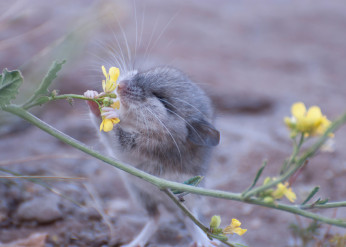 A mouse appears to sniff a yellow flower