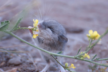 A mouse appears to sniff a yellow flower