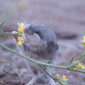 A mouse appears to sniff a yellow flower