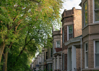 A line of mature trees in front of a row of greystones