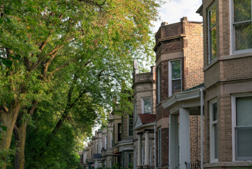 A line of mature trees in front of a row of greystones