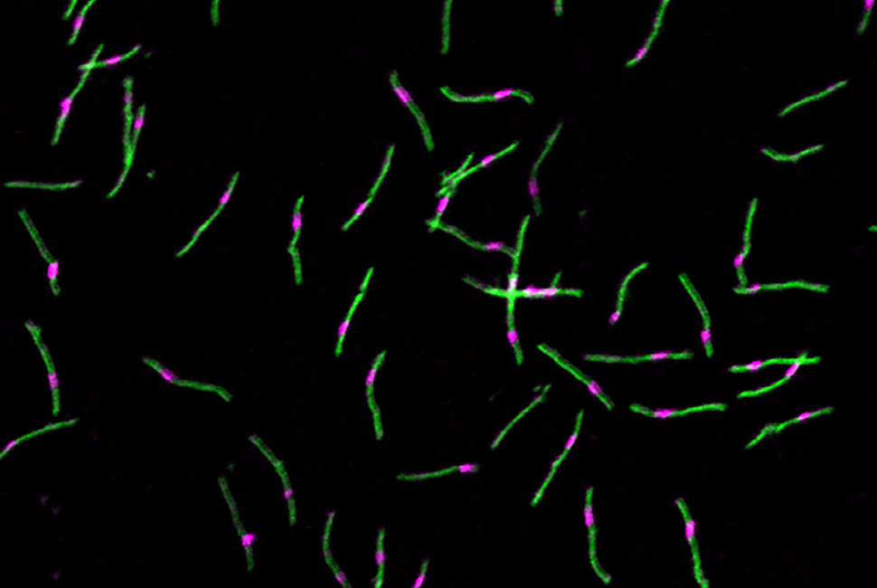 超分子材料の精密制御を新たな段階へ（Researchers unlock new level of precision in supramolecular materials）