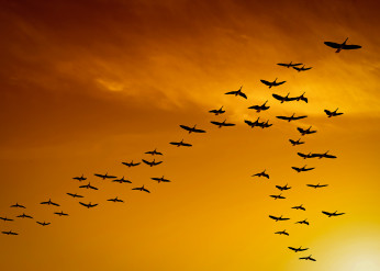 bird navigation