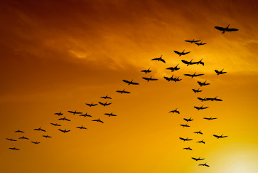 bird navigation