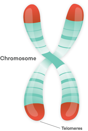 Chromosome Illustration